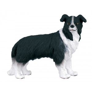 Border collie Border collie